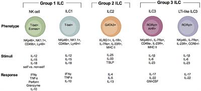 Innate Lymphoid Cells in Protection, Pathology, and Adaptive Immunity During Apicomplexan Infection